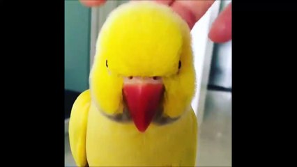 So adorable bird loves hugs