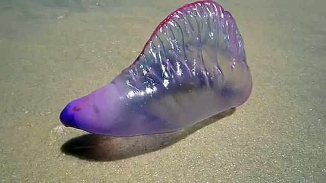 La petite Galère portugaise qui peut être un danger pour l’homme !