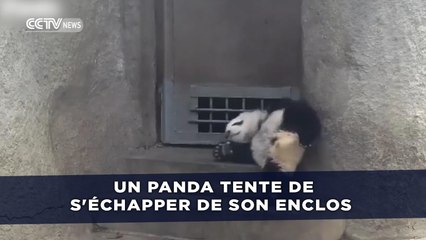 Un panda tente de s'échapper de son enclos par tous les moyens