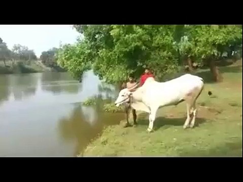 Very Dangerous Jump by Cow - ایسا جمپ پہلے کبھی نہیں دیکھا ہو گا