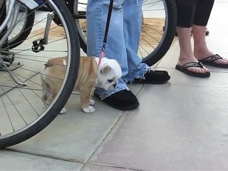 Cutest puppy ever- bulldog baby