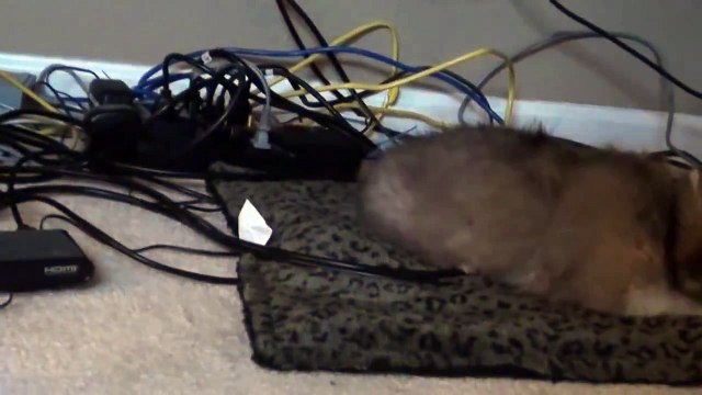 Ein The Puppy CORGI ft. Going up the steps attempt