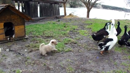 Food defender! Puppy vs ducks.