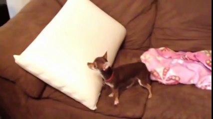 Kitten Loves Puppy  The Beginning