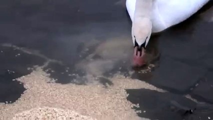 Swans Blaues Wunder 1 MAR 2016 17:43 (FULL HD)