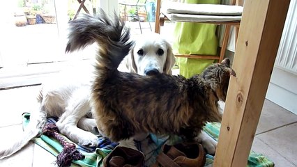 Cat loves cutest golden retriever puppy