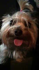 Йорк-тоже собака ! Лает страшно уууу. Милка