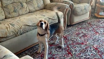 Лай собаки 2 Прикол