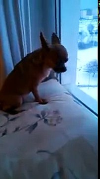 Моя собака лает в окно