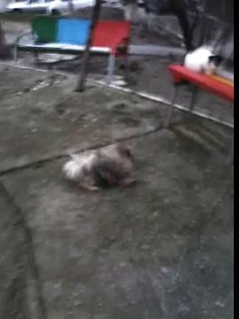 Моя собака лает на кошку