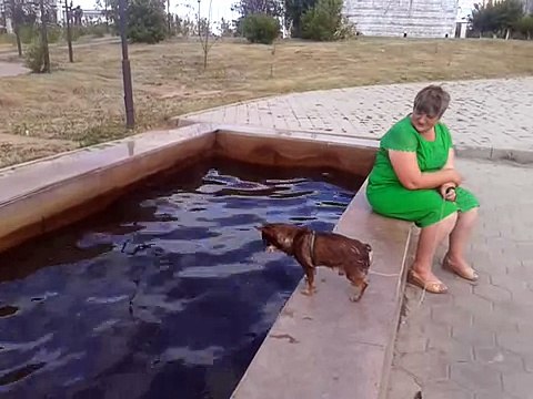 Прикольная собака лает на фонтан