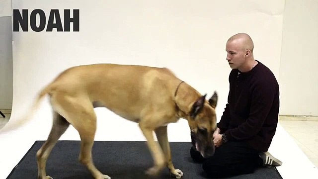 Реакция собак на лай человека