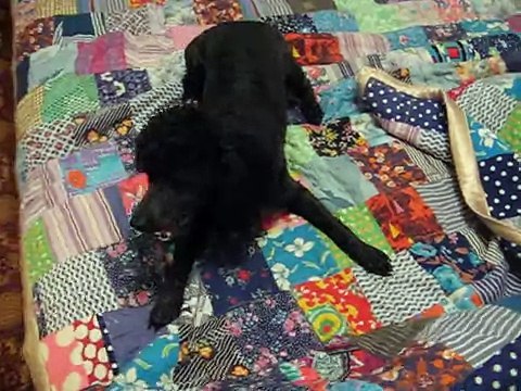 Собака лает и бегает по квартире Funny dog