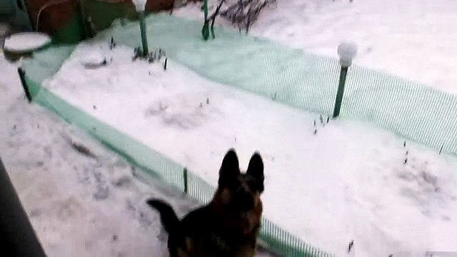 Собака лает на снег