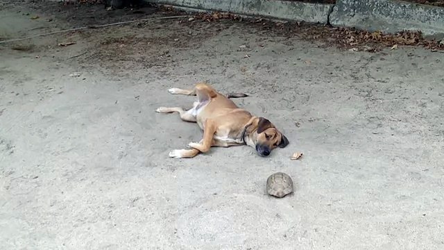 собака лает на черепаху
