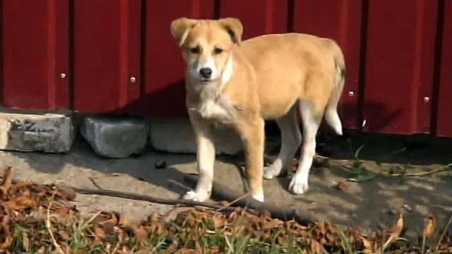 собака лает