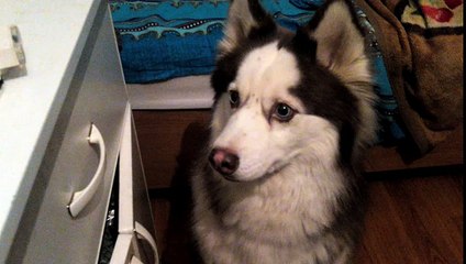 Хаски лает и просит еды