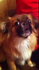 Лай Собаки, Прикол,это надо увидеть!