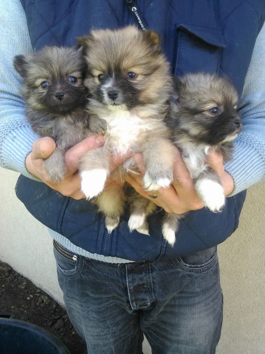 Chiots spitz nés le 21 Janvier