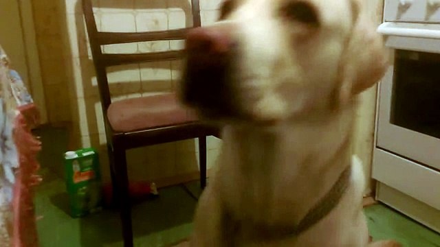 Забавный лабрадор тихо лает