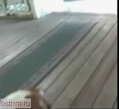 Попугай научился лаять как собака