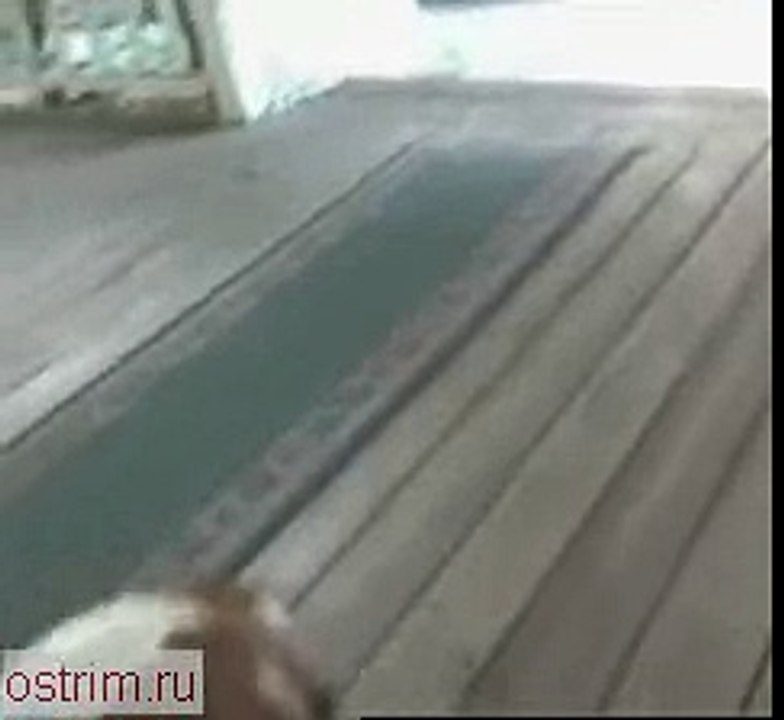 Попугай научился лаять как собака