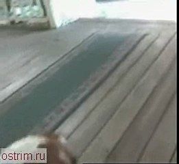Попугай научился лаять как собака