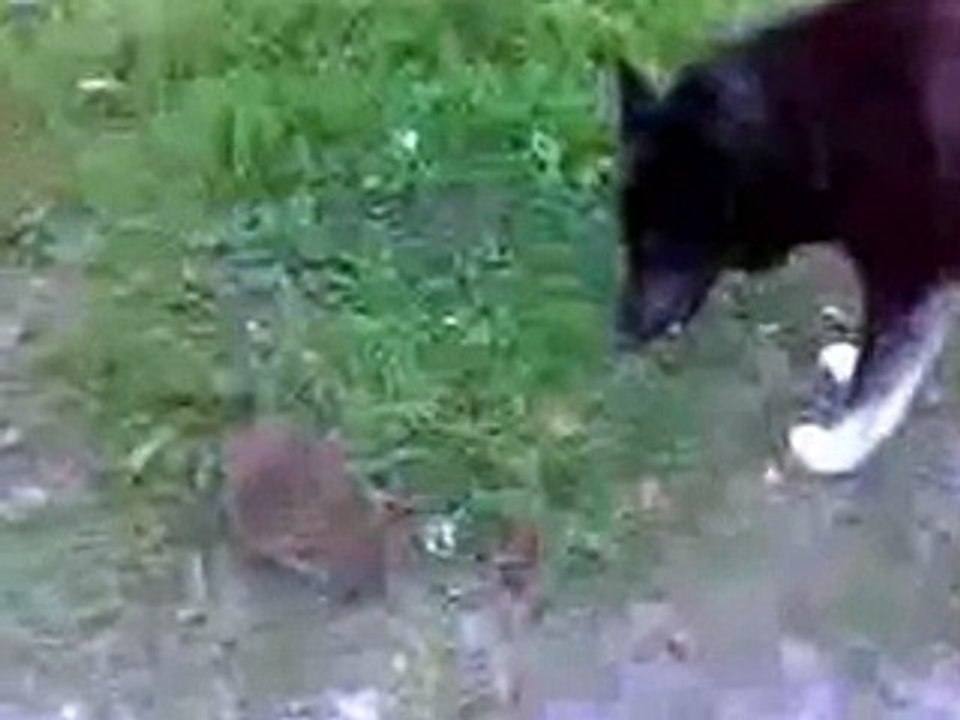 Собака лает на лесного жителя Прикол