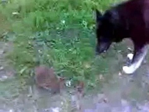 Собака лает на лесного жителя Прикол