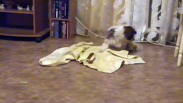 Собака лает на печеньку