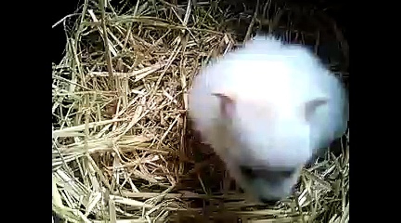 Chiot spitz né le 22 Janvier