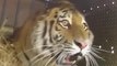 Três tigres-siberianos são soltos na natureza