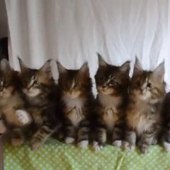 Como testar o reflexo de 7 gatinhos