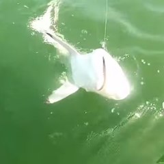 Um peixe come a presa de um pescador