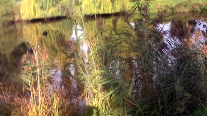 L'étang des Maffins sous son plus beau jour