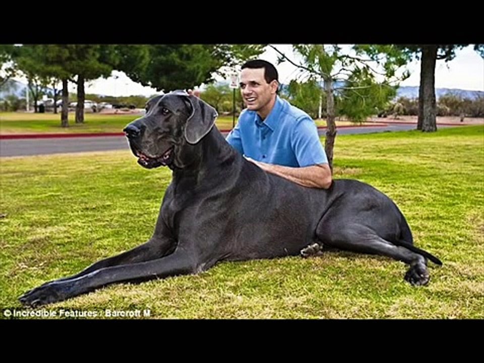 【BIG　DOG】大きいという自覚がない、ばかでかい犬たちｗｗｗ
