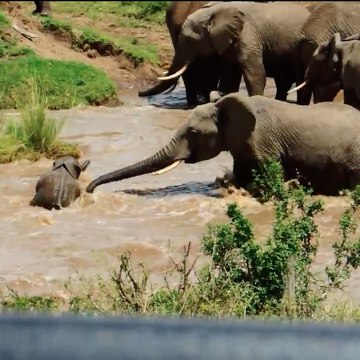 Travessia de um rio perigoso por uma manada de elefantes