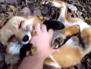 Uma raposa feliz de reencontrar seu dono