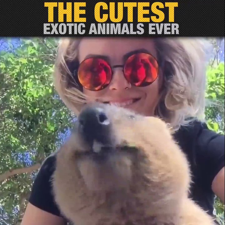 Câliner des animaux rares mais trop mignons!