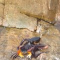 An octopus attacks a crab