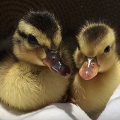 Two ducklings fall from exhaustion