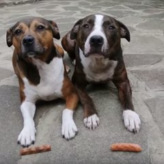 The attack of the sausage thief dog