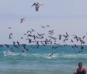Thousands of birds dive into the sea
