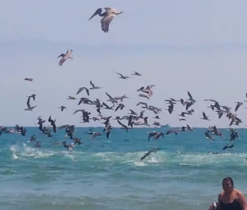 Thousands of birds dive into the sea