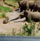 A dangerous river crossing by a herd of elephants