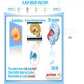 3D Brain Anatomy Software Flash Brain Anatomy