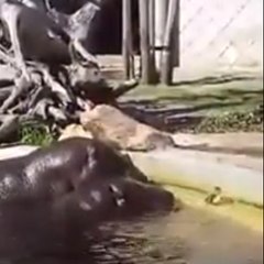Two hippos save a duckling who’s fallen in their pool