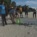 150 bebês tartarugas descobrem o mar