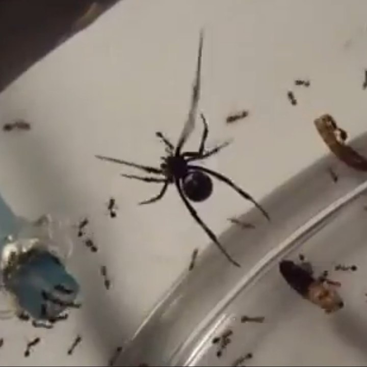 A black widow spider versus fire ants - Vidéo Dailymotion