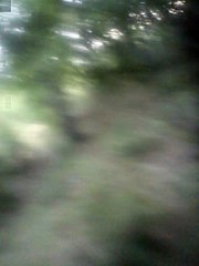 Funny turtles in Bulgaria forest. ;)